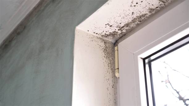 Best Emergency Mold Removal  in Beloit, OH