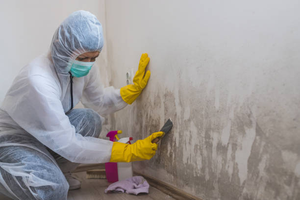 Best Mold Damage Repair  in Beloit, OH