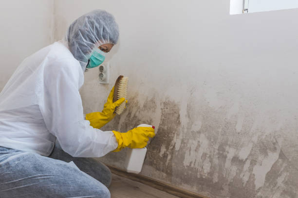 Mold Testing and Removal in Beloit, OH