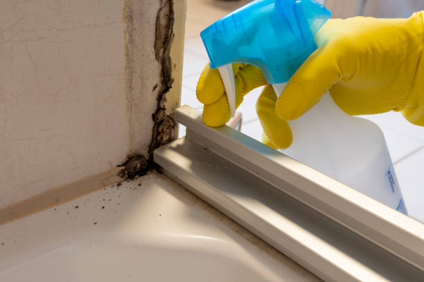 Best Attic Mold Removal  in Beloit, OH