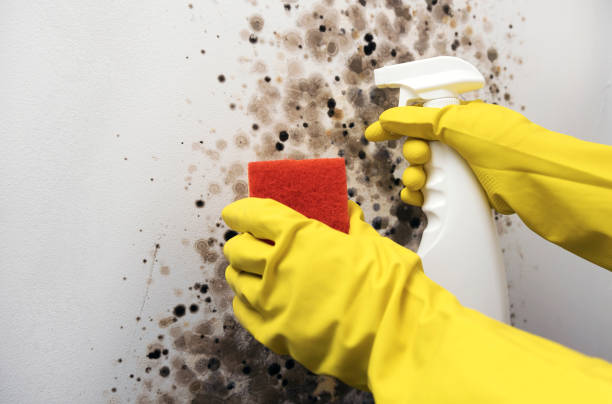 Best Mold Cleaning Services  in Beloit, OH