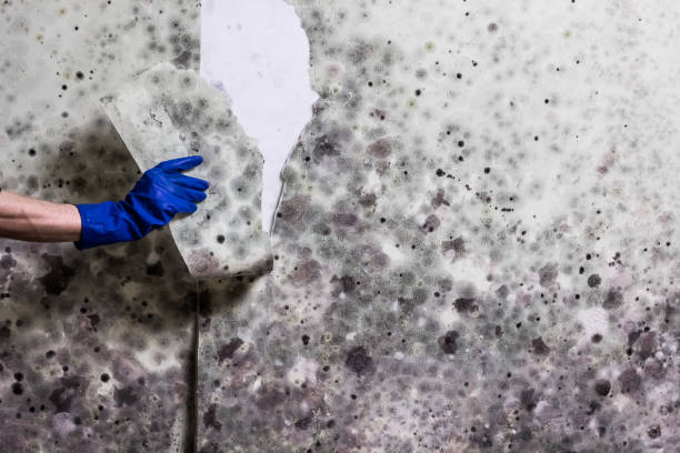 Best Fast Mold Removal  in Beloit, OH