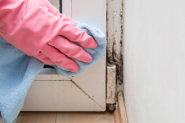 Best Mold Remediation Experts  in Beloit, OH